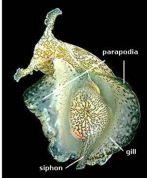 Aplysia Siphon and Gill